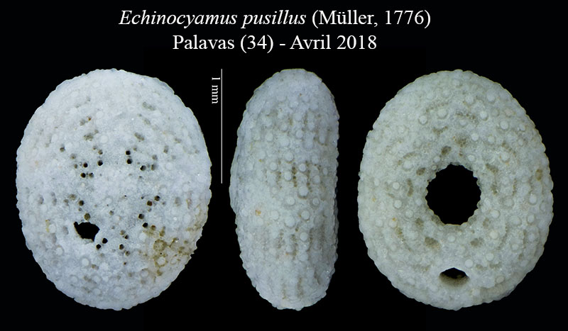 Echinocyamus pusillus #55956