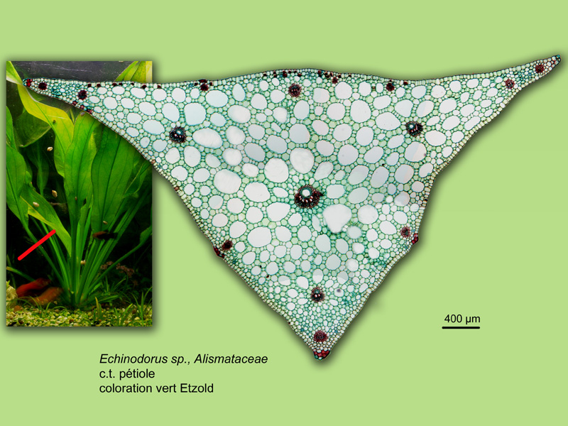 Echinodorus sp., histologie, histology. #23764