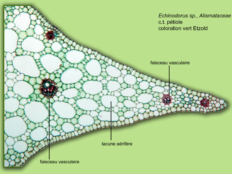 Echinodorus sp., histologie, histology. #23765