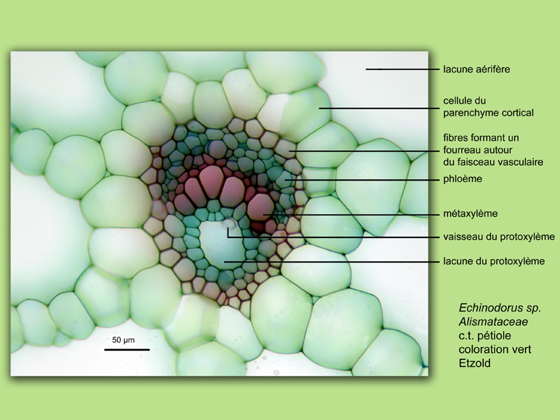 Echinodorus sp., histologie, histology. #23766
