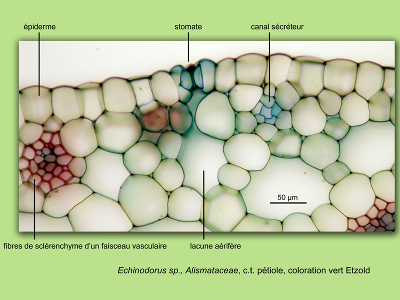 Echinodorus sp., histologie, histology. #23767