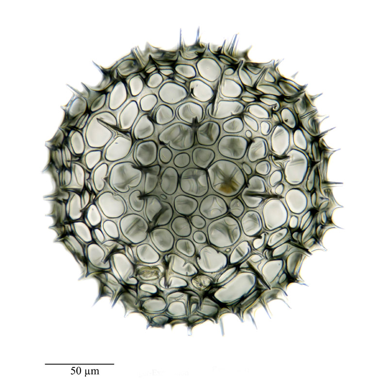 Echinomma spec. #21644