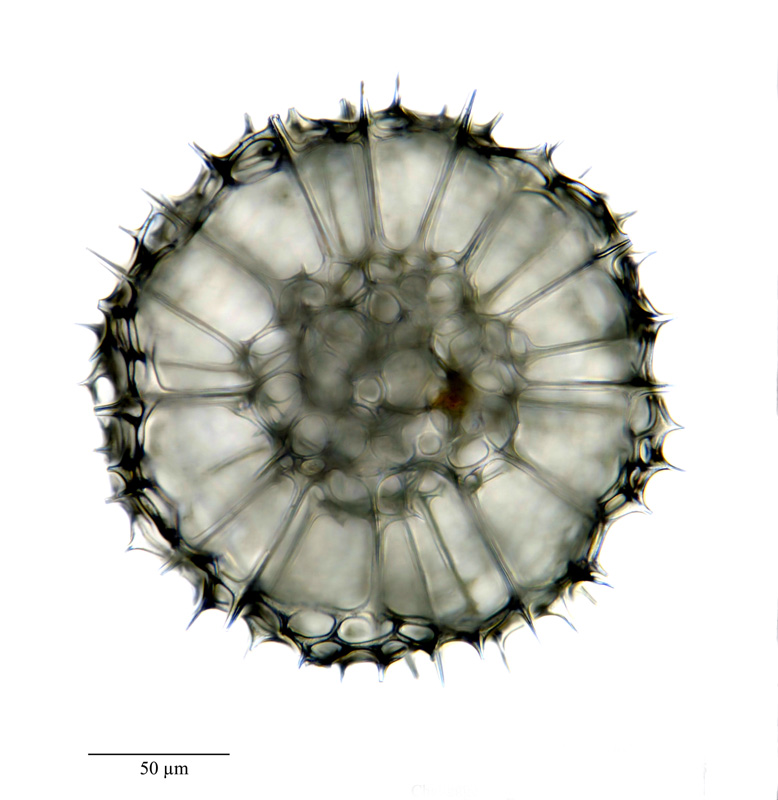 Echinomma spec. #21646