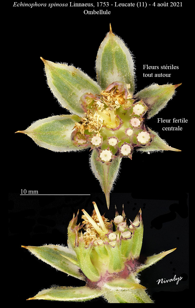 Echinophora spinosa #68431