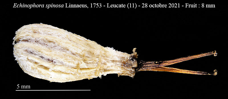 Echinophora spinosa #68432