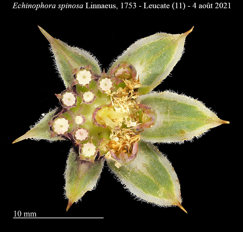 Echinophora spinosa #68434