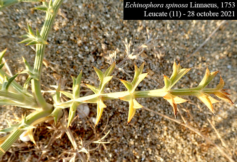 Echinophora spinosa #68429