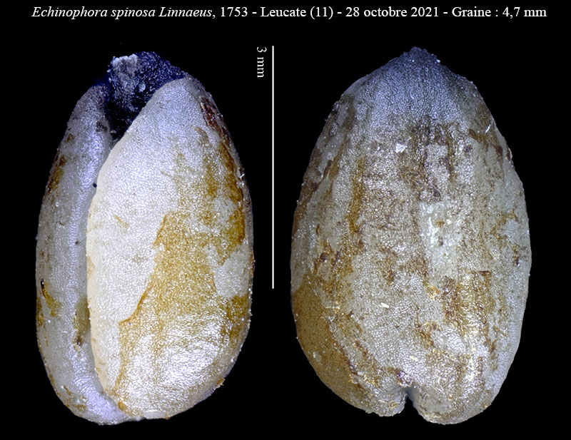 Echinophora spinosa #68433