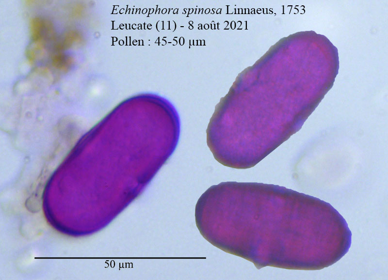 Echinophora spinosa #68435