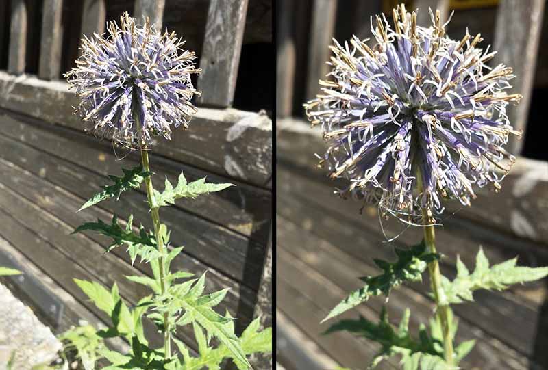 Echinops exaltatus Schrad., 1809 #46743