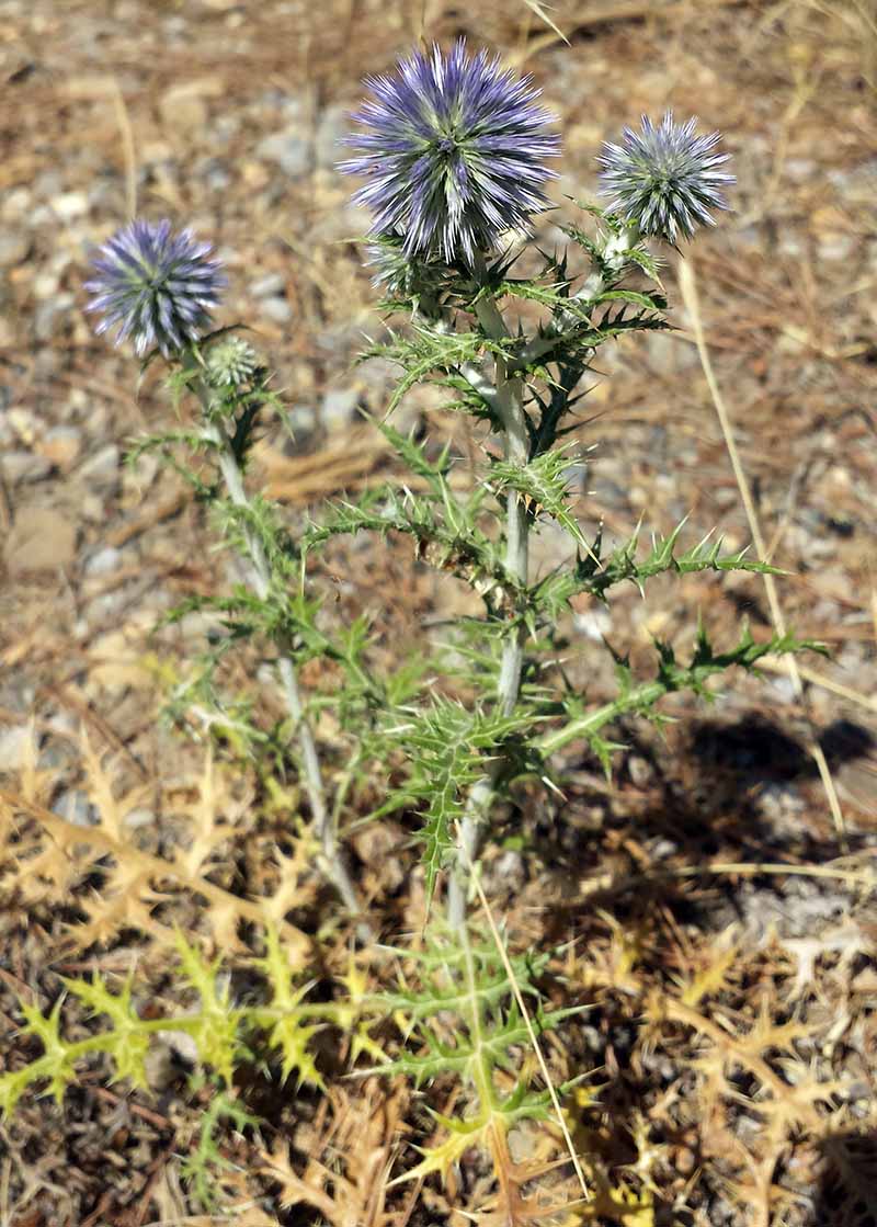 Echinops ritro Linné, 1753 #46363