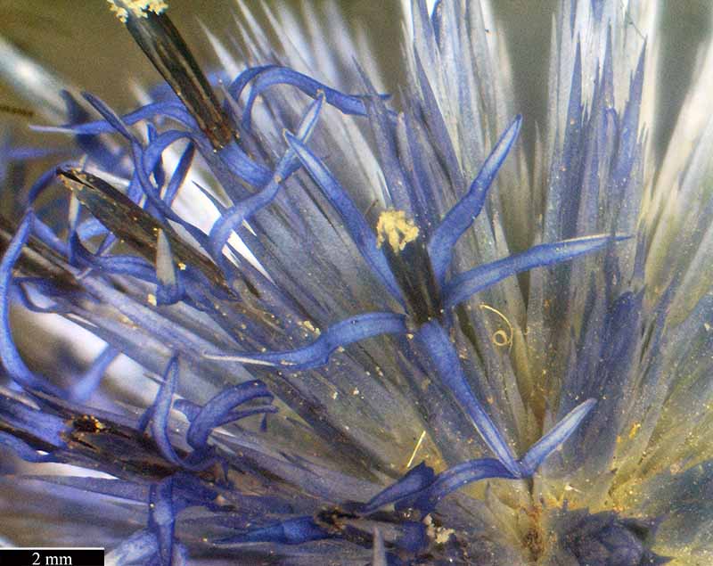 Echinops ritro Linné, 1753 #46365