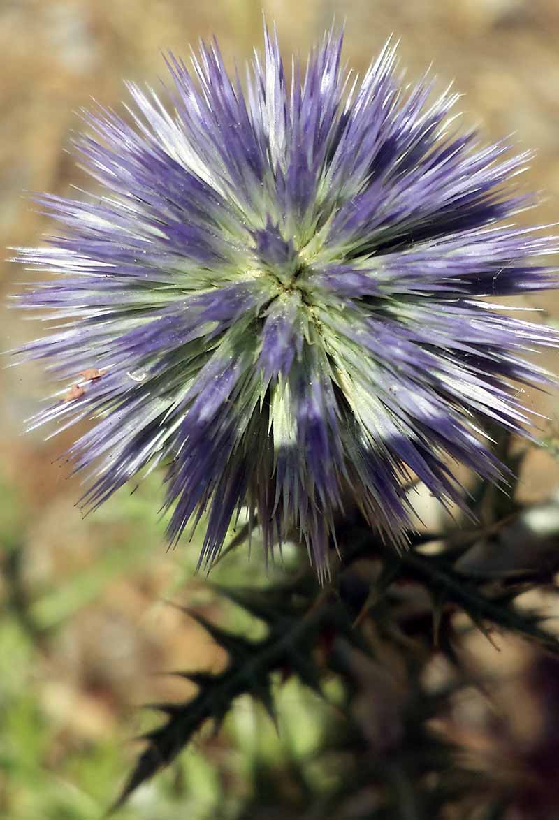 Echinops ritro Linné, 1753 #46364