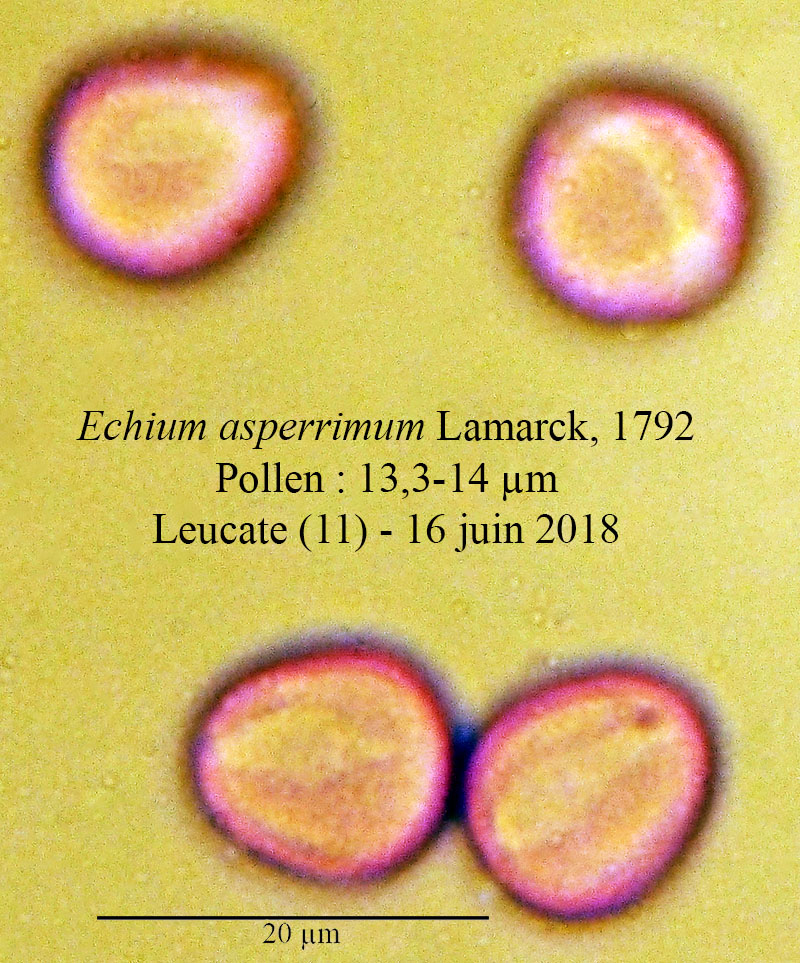 Echium asperrimum #55230