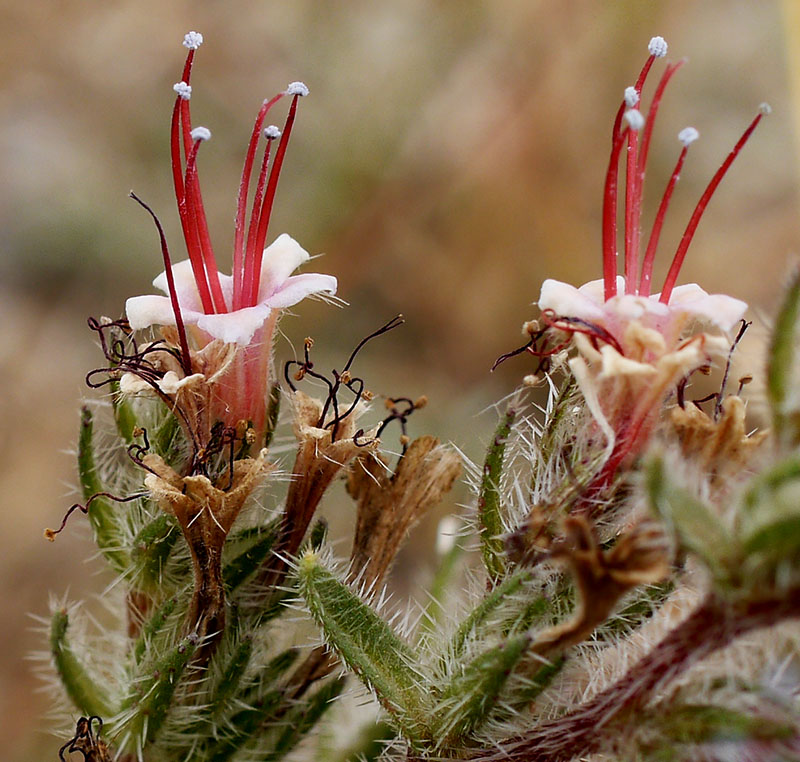 Echium asperrimum #55228