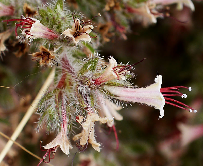Echium asperrimum #55225