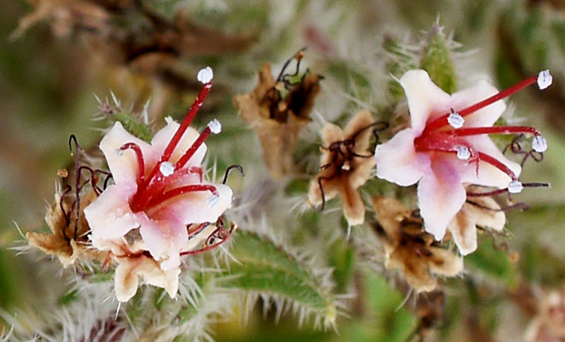 Echium asperrimum #55227