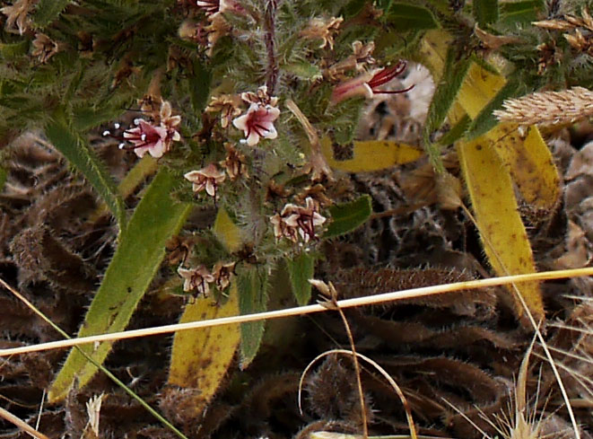 Echium asperrimum #55223