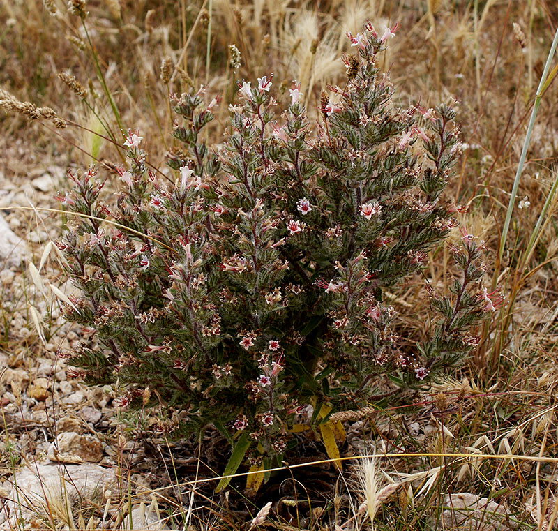 Echium asperrimum #55222