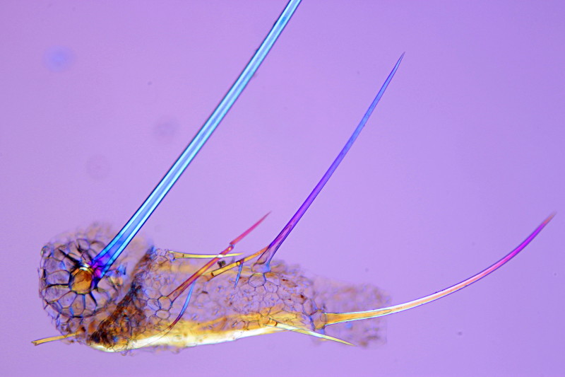 Echium vulgare trichomes #38054