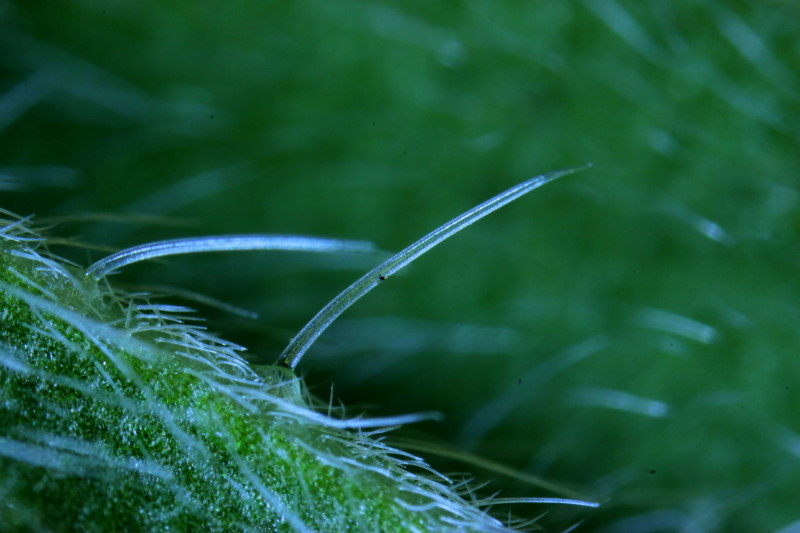 Echium vulgare trichomes #38052