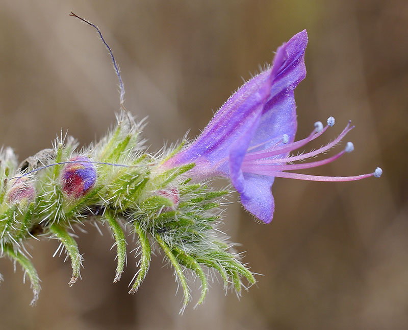 Echium vulgare #52758