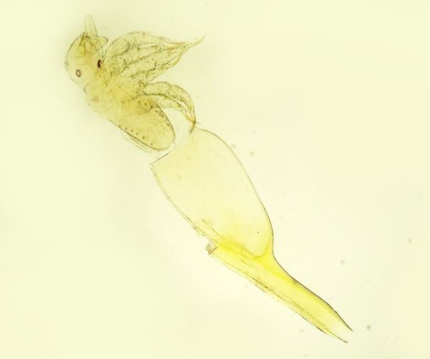 Eclosion du Pediculus humanus capitis (Linnaeus, 1758) #36602