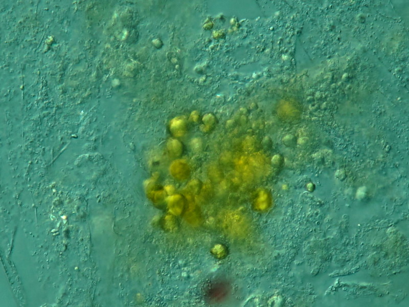 Efflorescence algale - Noctiluca #27362