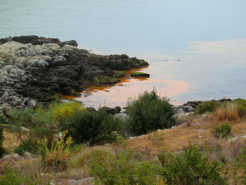 Efflorescence algale - Noctiluca #27363