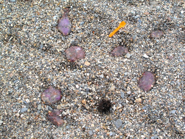Efflorescence algale - Noctiluca #27364
