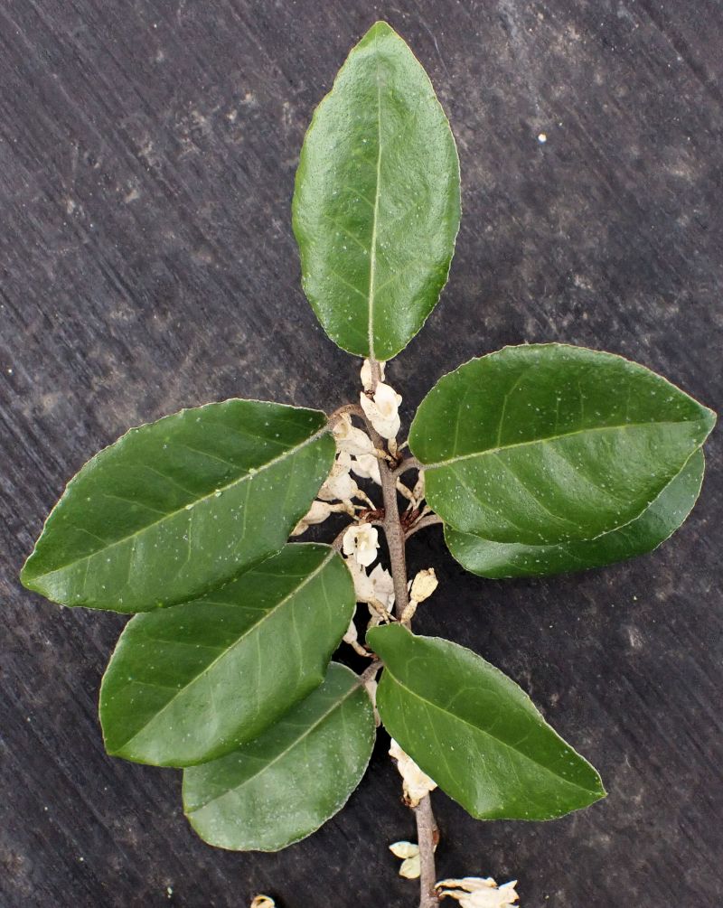 Elaeagnus #72433