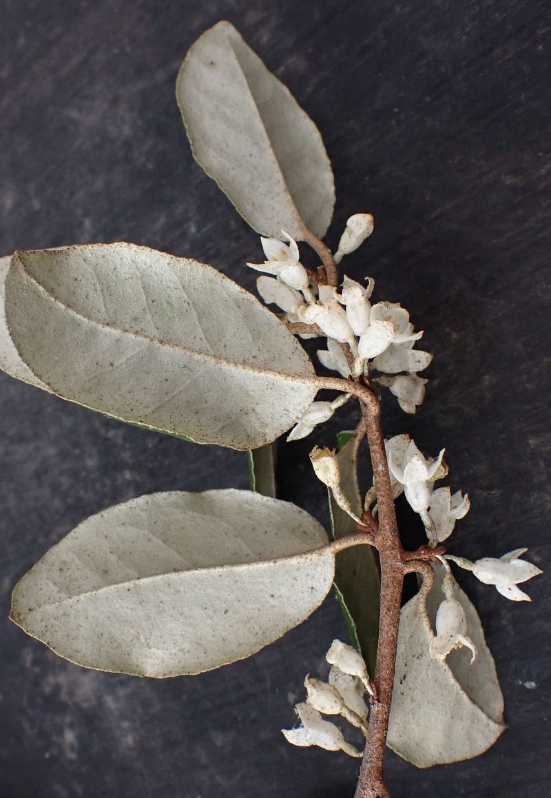 Elaeagnus #72439