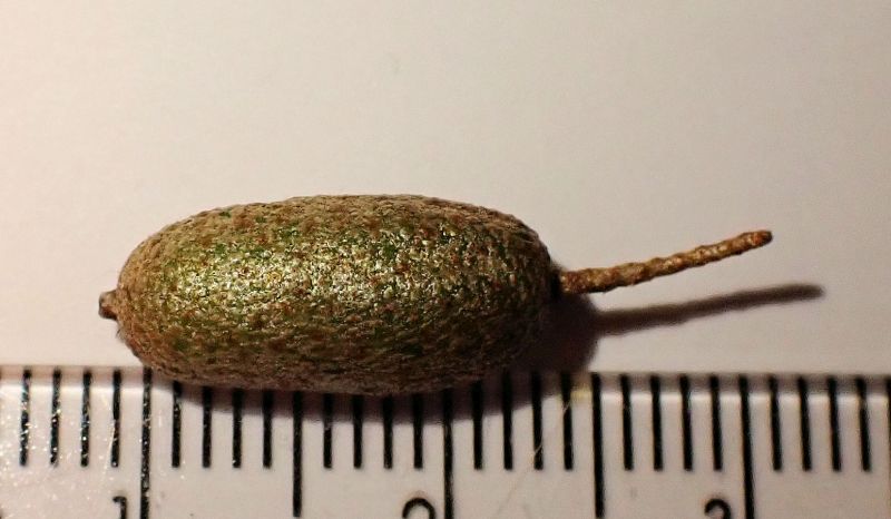 Elaeagnus #74176