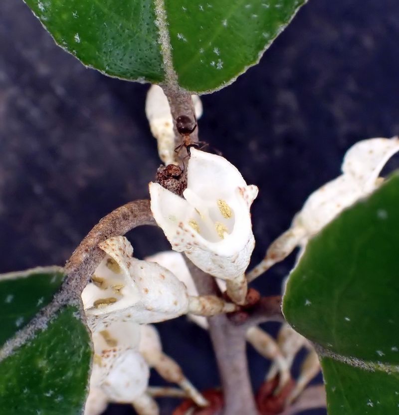 Elaeagnus #72435