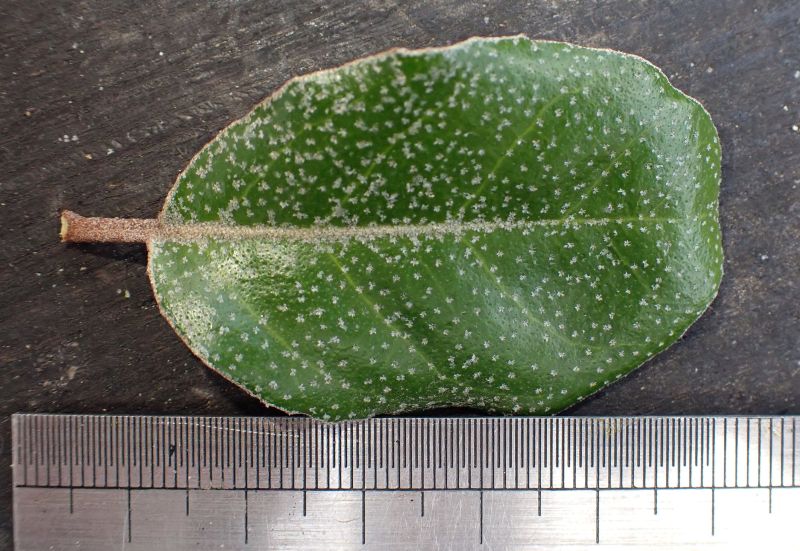 Elaeagnus #72434