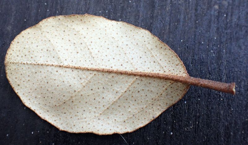 Elaeagnus #72438