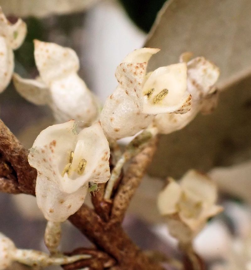 Elaeagnus #72437