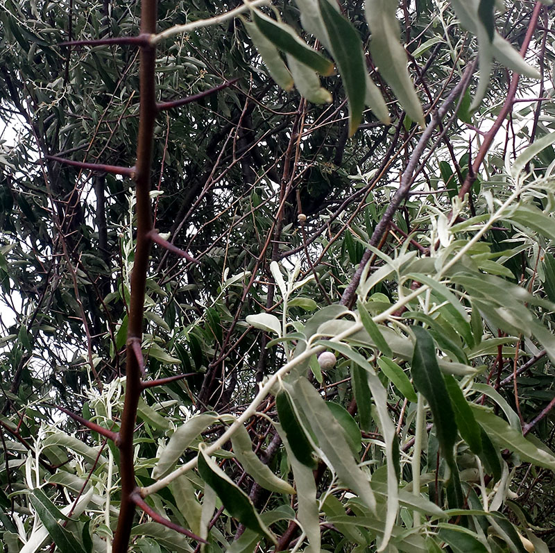 Elaeagnus angustifolia #55191