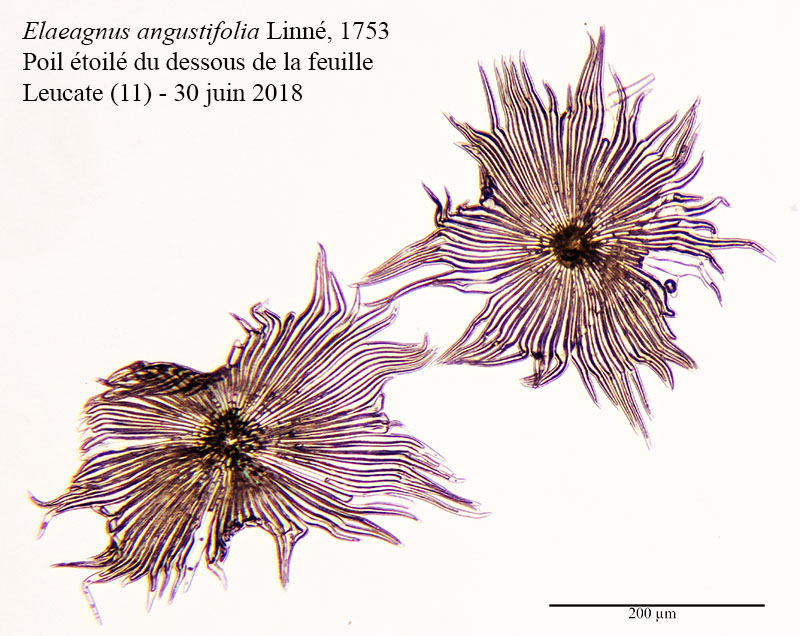 Elaeagnus angustifolia #55265