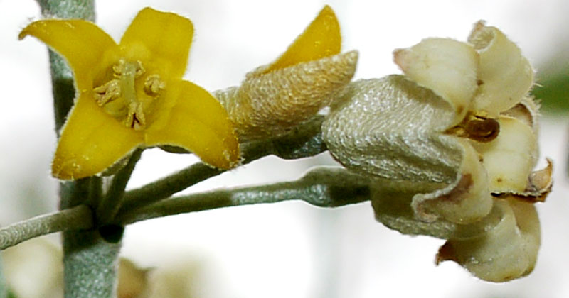 Elaeagnus angustifolia #55196