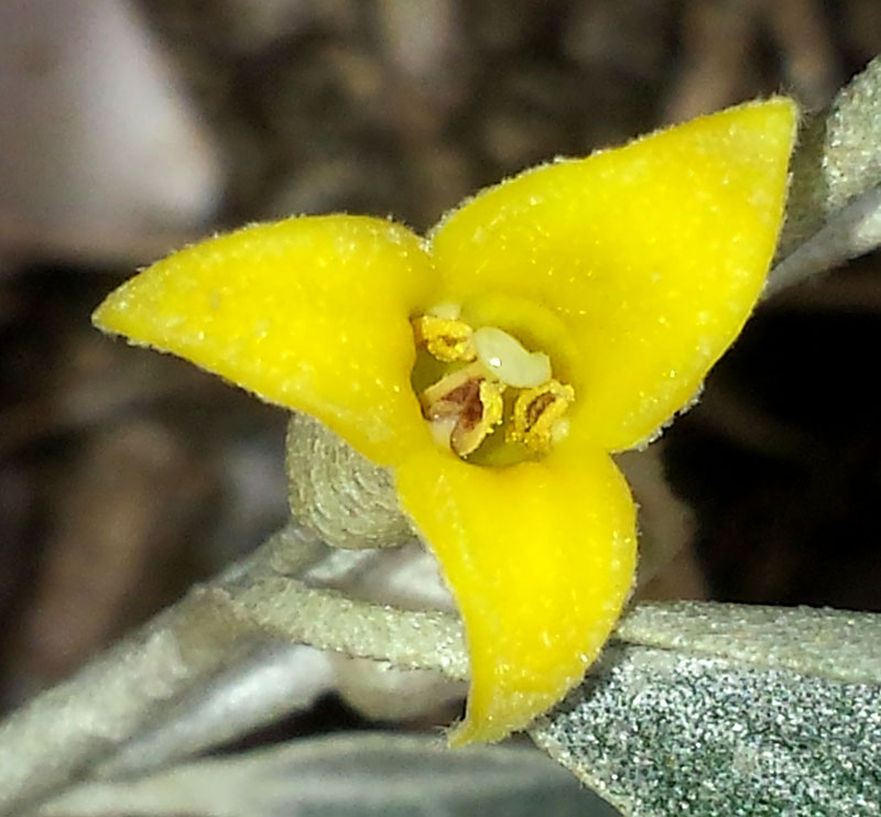 Elaeagnus angustifolia #55194