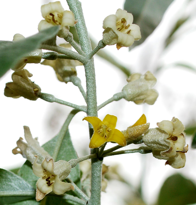Elaeagnus angustifolia #55195