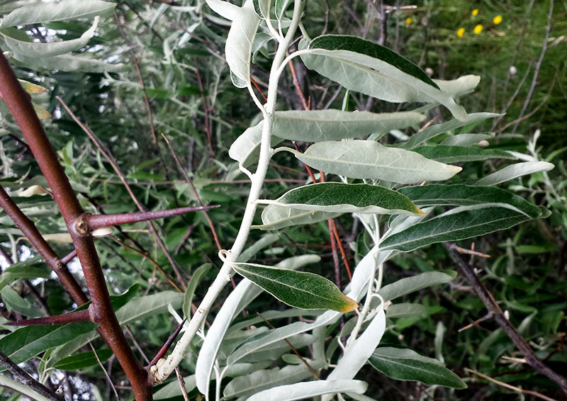 Elaeagnus angustifolia #55192