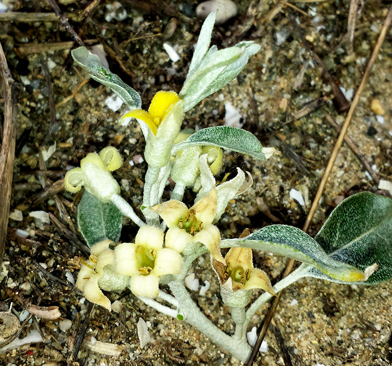 Elaeagnus angustifolia #55193