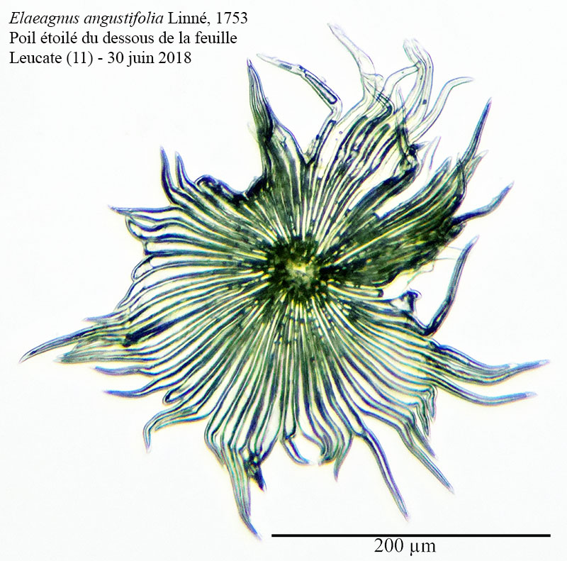 Elaeagnus angustifolia #55266