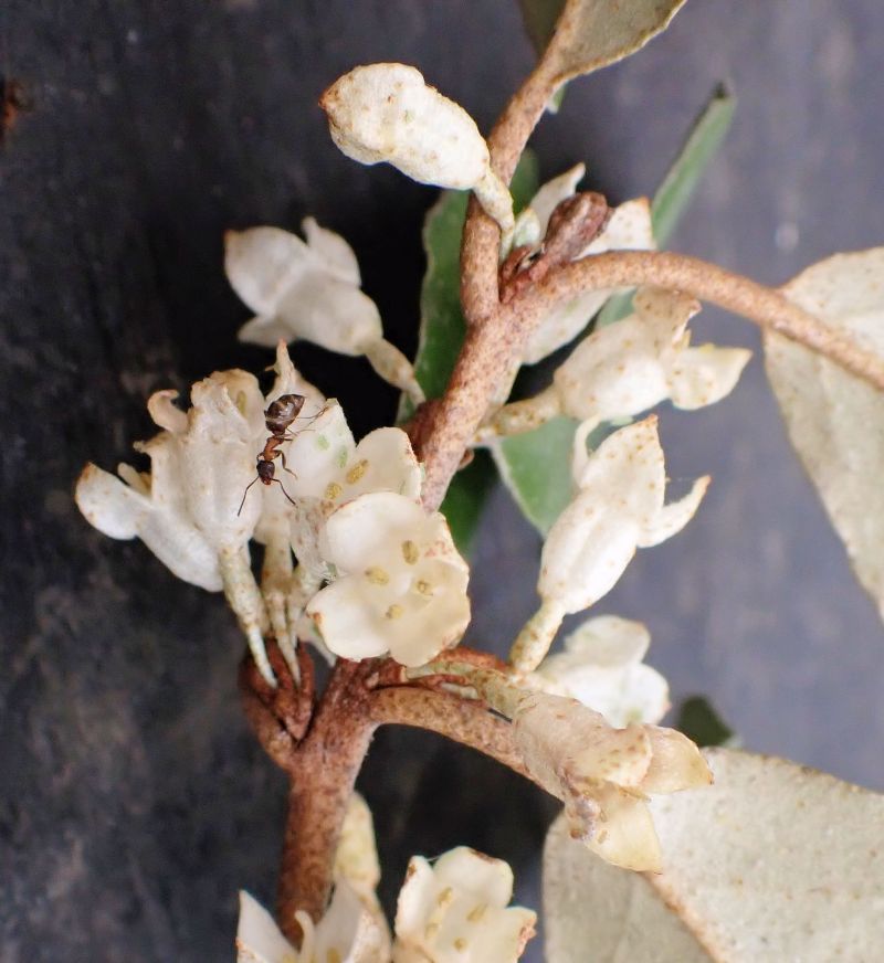 Elaeagnus Pollen #72448