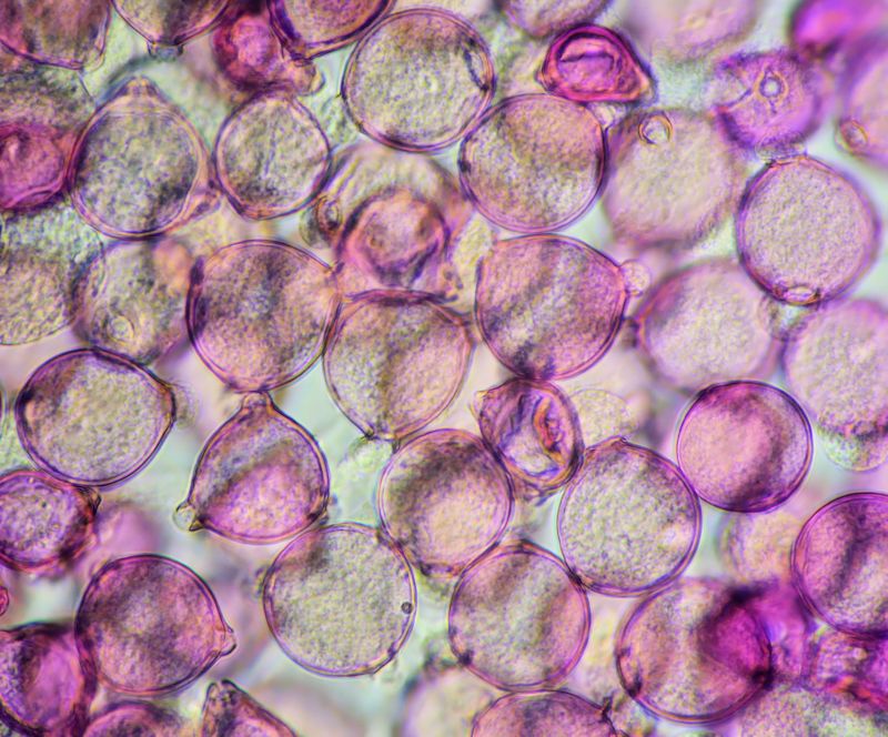 Elaeagnus Pollen #72447