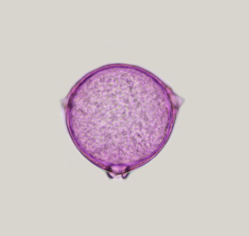 Elaeagnus Pollen #72449