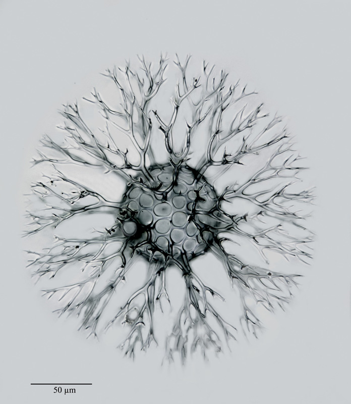 Elaphococcus cervicornis Hckl. #21153