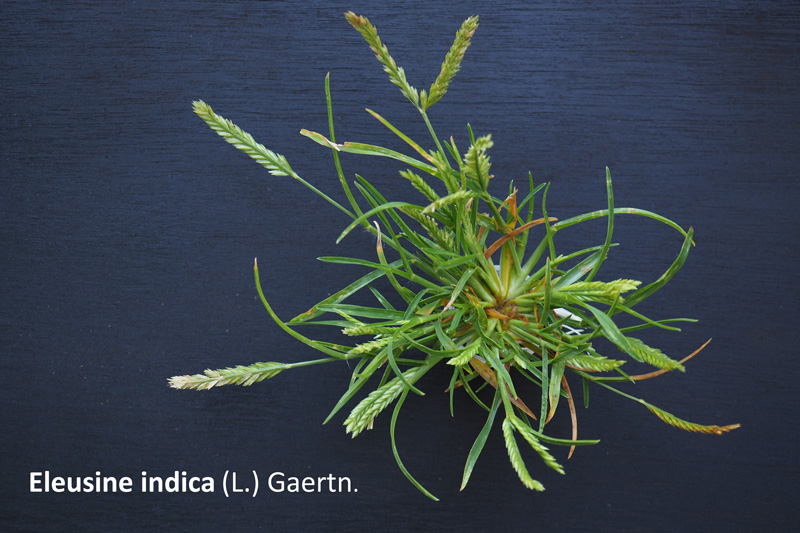 Eleusine ... indica ! #60115